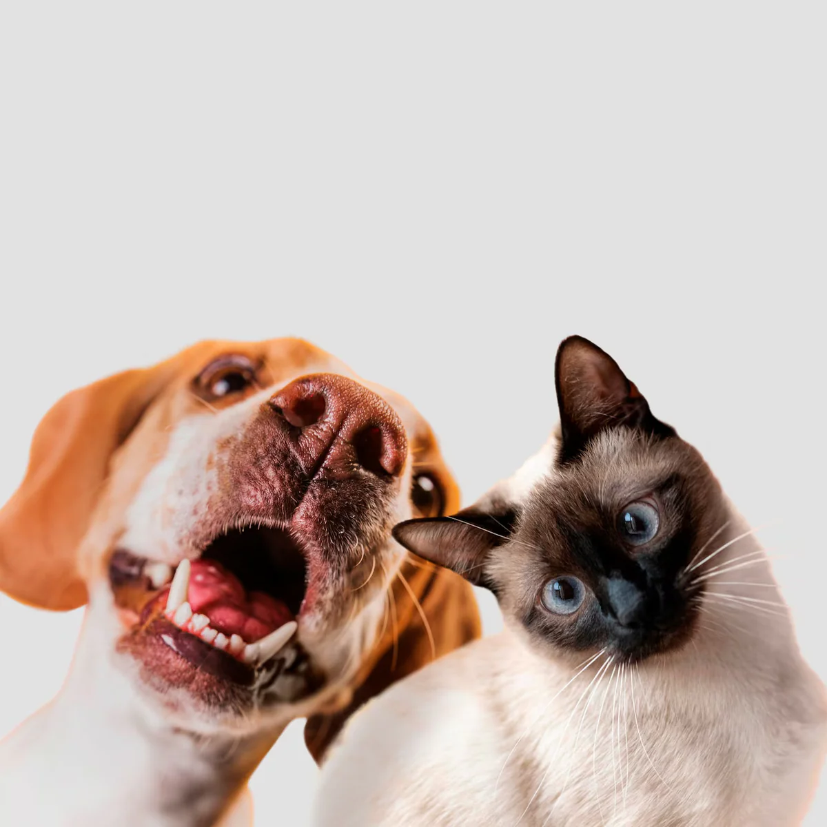 Celebrate Your Pet, Change Lives